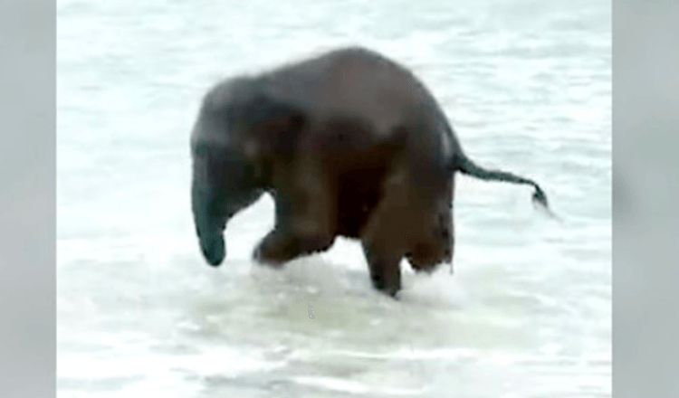 Een babyolifant ziet voor het eerst de oceaan en heeft de BESTE reactie