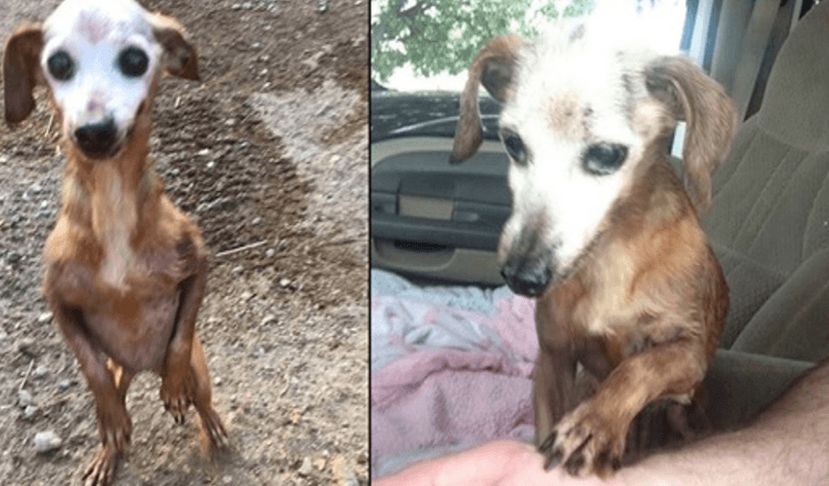 Man redt oude hond van snelweg, maar zijn vrouw vertelt hem dat ze hem niet kunnen houden