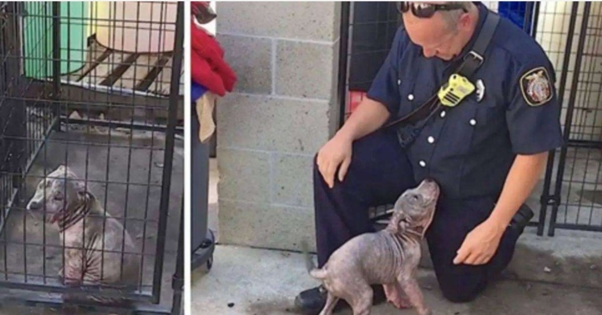 De trieste puppy uit het asiel wordt extatisch als de brandweerman die haar heeft gered, komt opdagen om haar te adopteren