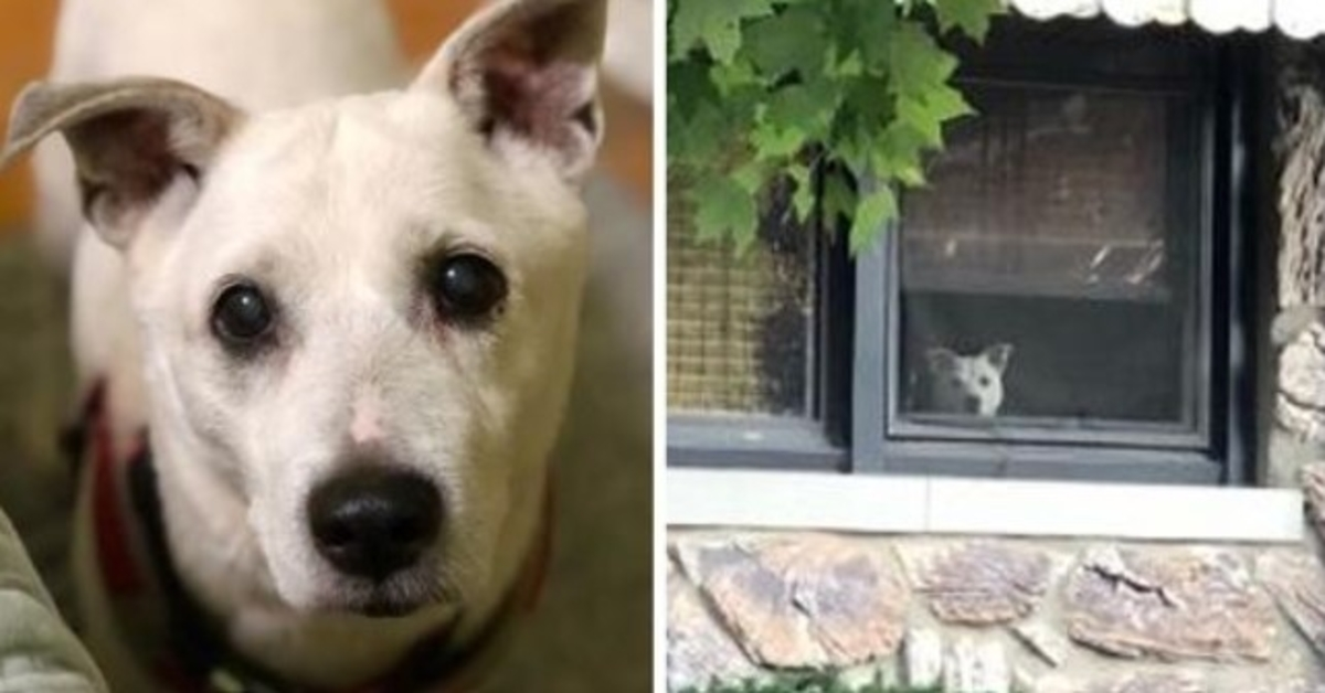 Hond overleden nadat hij 11 jaar bij het raam had zitten wachten tot zijn baasje thuiskwam