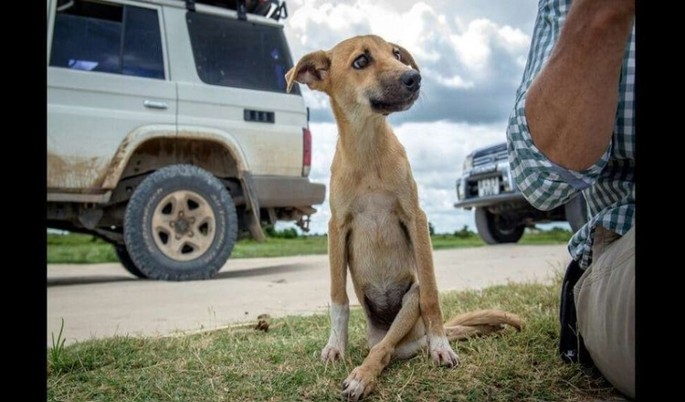 Verlamde trieste puppy sleept zichzelf om hulp te halen