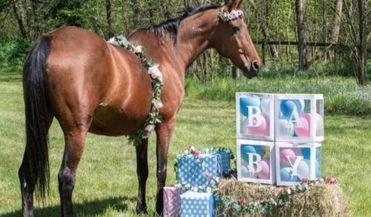 Paard baart een ‘wonderbaarlijk’ gezond veulen nadat ze een verschrikkelijke botsing op weg naar de slacht overleefde