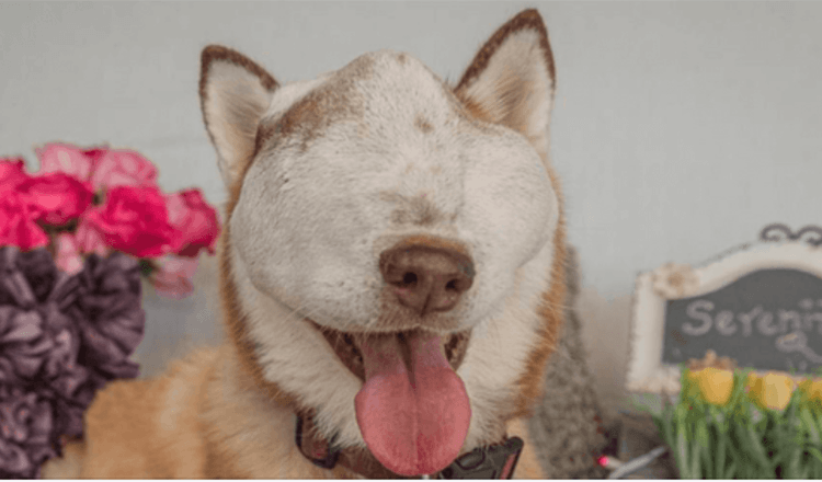 Een hond met een onbehandelbare tumor pronkt met haar schoonheid