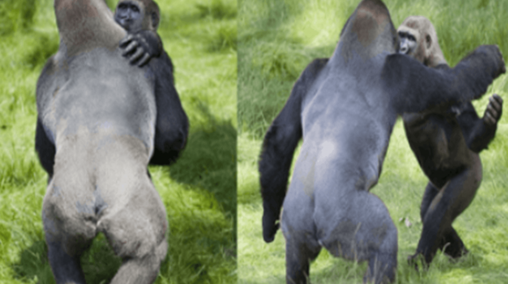 Ontroerend moment van twee knuffelende gorilla’s die herenigd worden na 3 jaar gescheiden te zijn geweest