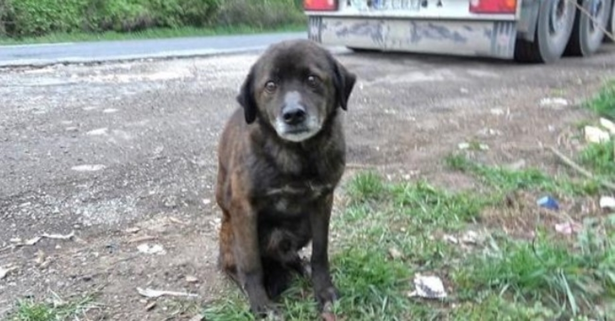 Oude gedumpte hond had zo’n hard verleden dat hij niet eens wist hoe hij lekkernijen moest eten