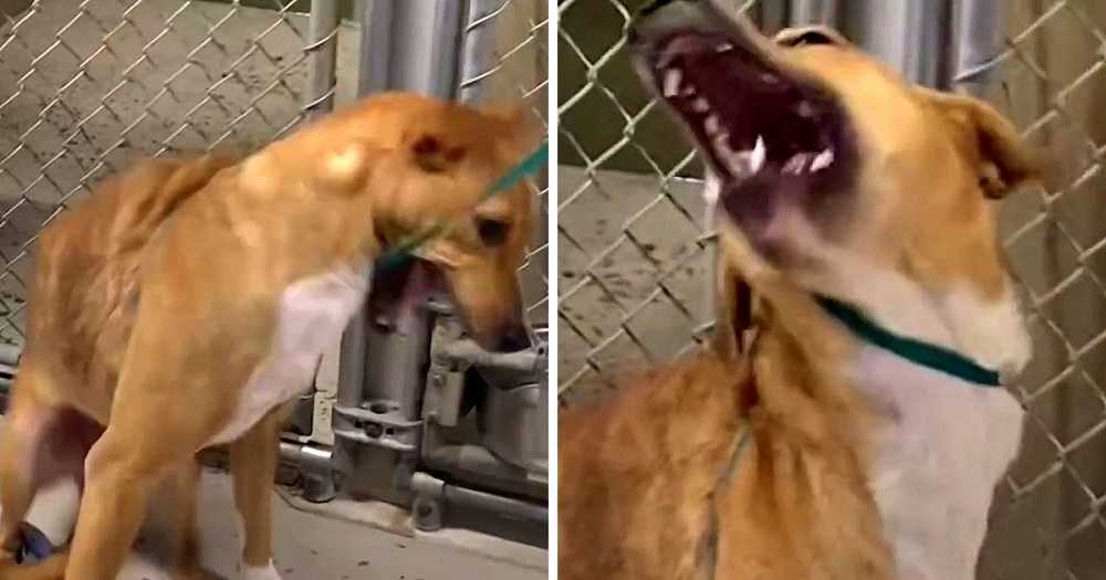 Hond met gebroken botten huivert bij menselijke aanraking, maar een vrouw smeekt om haar vertrouwen