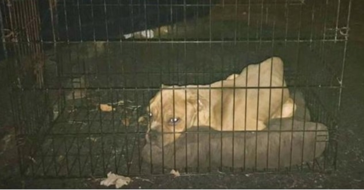 Bony Pit Bull die in het holst van de nacht in de vuilcontainer werd gegooid, had nog steeds een twinkeling in zijn ogen