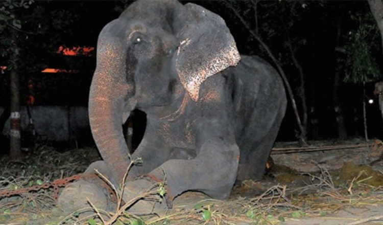 Olifant Raju huilt nadat hij is gered van 50 jaar lijden in kettingen