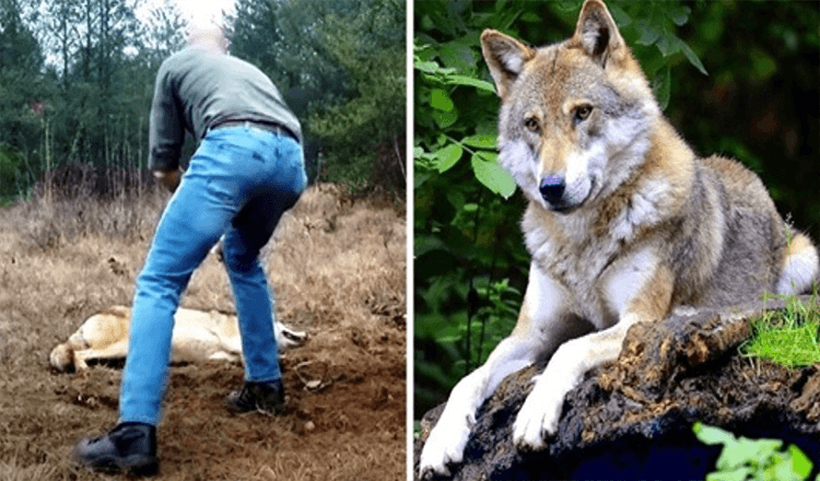 Man redt een stervende wolf en haar welpen, jaren later beantwoordt de wolf de gunst