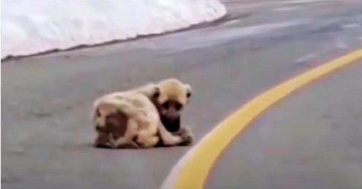 Holle hond die op de weg lag, verlangde naar warmte en een beter leven, maar zijn hart was wild