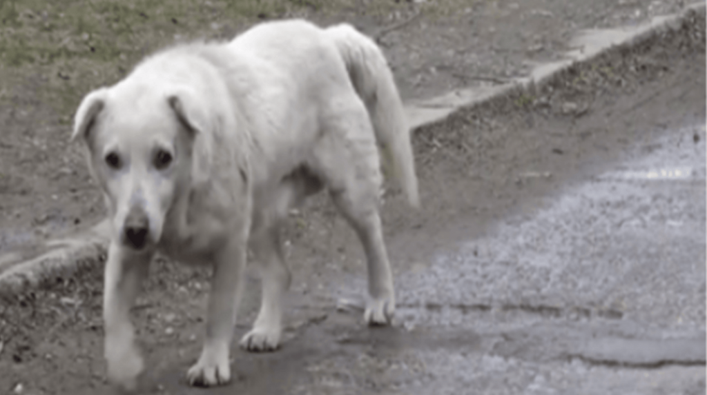 Hond met gebroken hart achtergelaten na hereniging met eigenaar die hem niet meer wilde