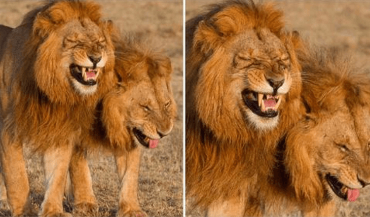 Leeuwenduo vastgelegd op camera giechelend in Masai Mara National Park, Kenia