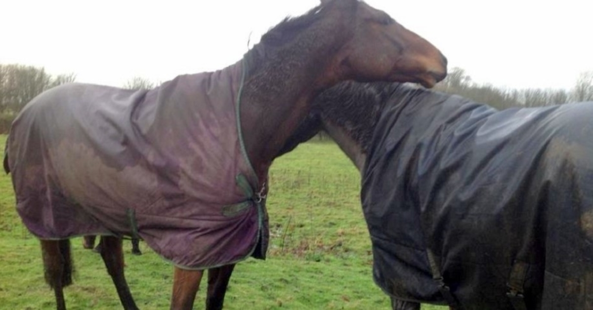 Paard ziet zijn beste vriend na 4 lange jaren, verliest de controle en wordt gek van vreugde