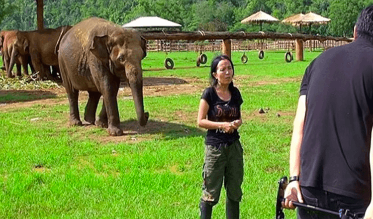 Olifant komt binnen tijdens interview om haar verzorger te ‘redden’ van de interviewers