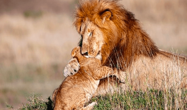 Real Life Lion King (7+ foto’s) – Fotograaf legt vader leeuw en jong vast in magische knuffel