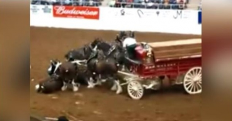 Clydesdale-paarden storten ineen tijdens arenashow en staan prachtig op na de val