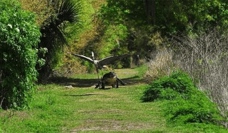 Dat is mijn baby! Cheeky Heron wordt achtervolgd door woedende alligatormoeder nadat hij jongetje uit haar nest heeft gejaagd