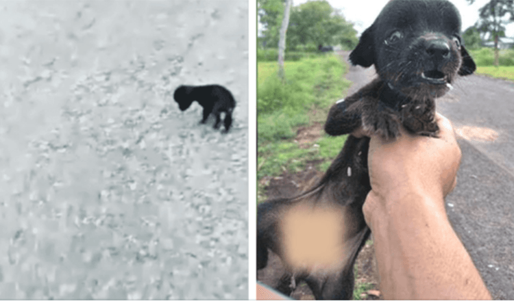 Blinde baby die beefde van de honger zwierf heen en weer en ze liepen allemaal langs haar heen