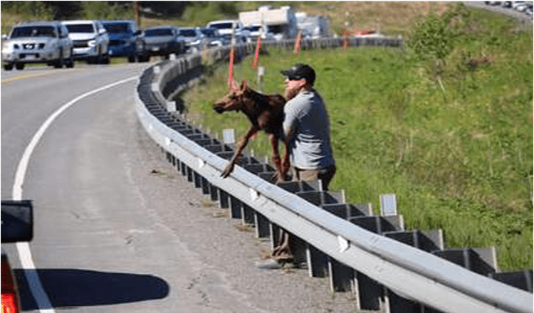 Man helpt uitgeputte baby-eland de weg over te steken en zich te herenigen met moeder