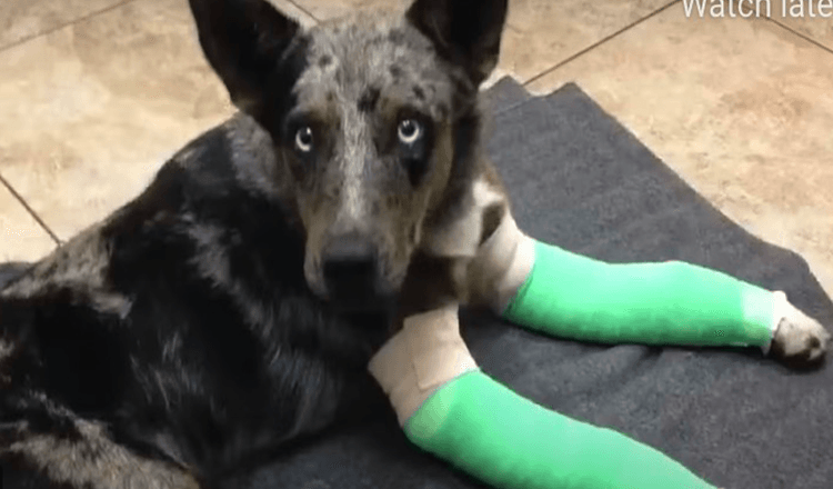 Hond met twee gebroken poten wankelt naar het afgelegen Park Ranger Station op zoek naar hulp