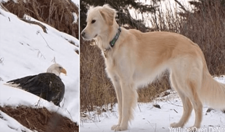 Bald Eagle gered van bevriezing tot de dood door Golden Retriever