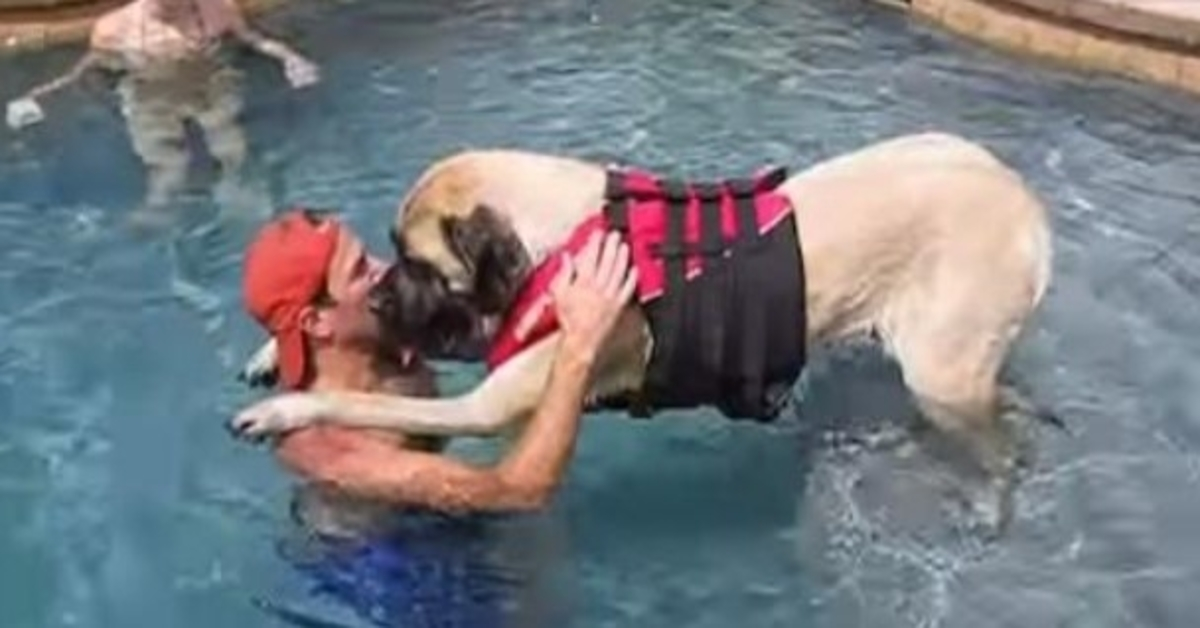 Enorme hond is bang voor water, dus haar liefhebbende vader leert haar zwemmen