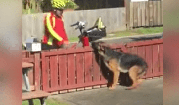 Verborgen camera legt de zoete routine van de postbode vast met een verkeerd begrepen hond