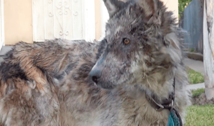 Deze ‘Wolf On The Loose’ bleek een zachtaardig dier te zijn, op zoek naar een liefdevol thuis voor altijd