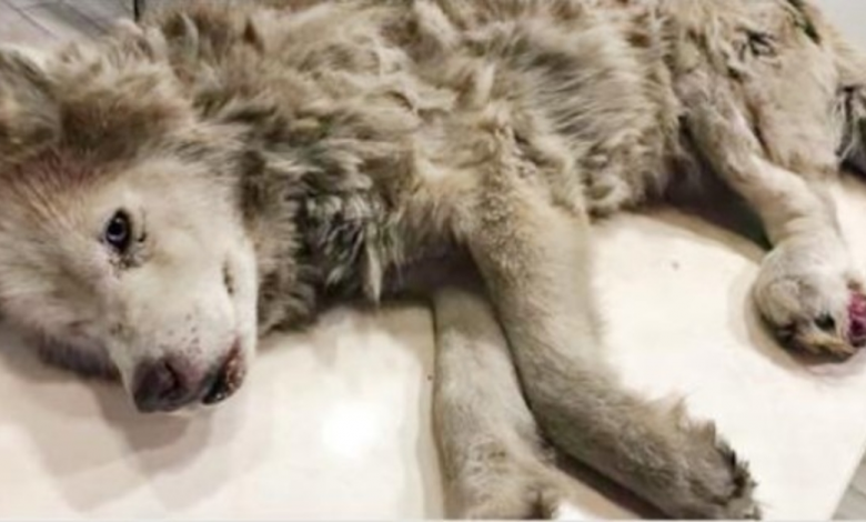 Smerige oude husky met geïnfecteerde poot verborg zijn pracht onder zijn pijn