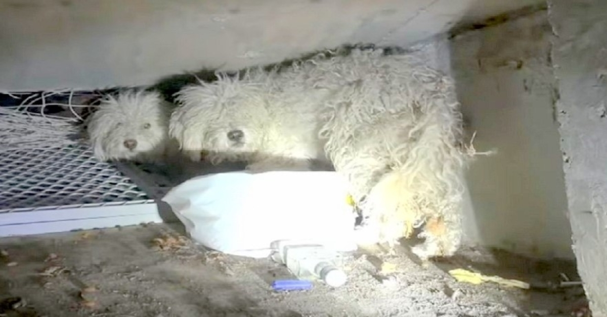 Verlaten hond beschermt zijn zus nadat ze op wrede wijze in een riool zijn gedumpt