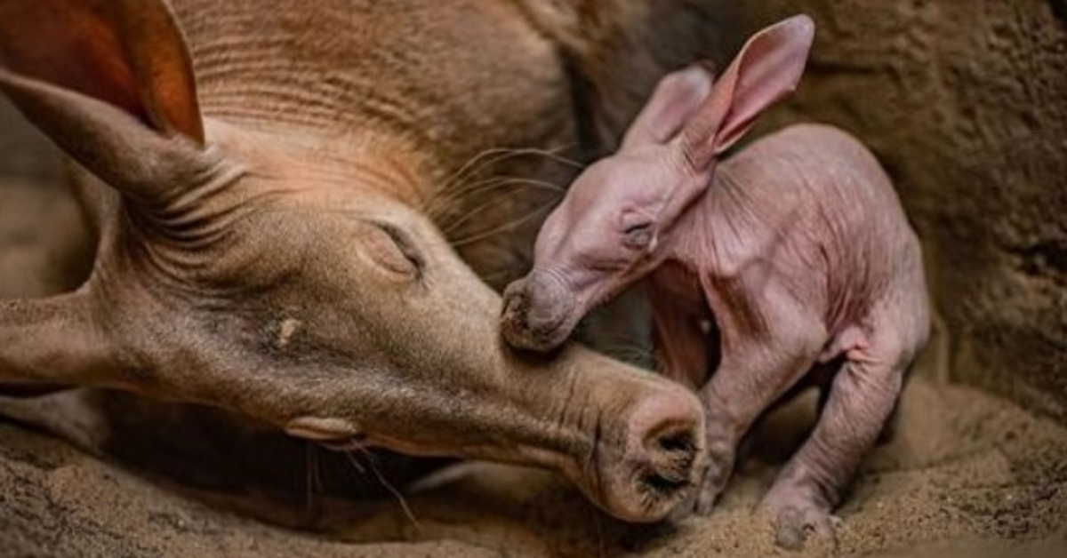 Chester Zoo ‘dolblij’ als het de geboorte van zijn allereerste aardvarken viert