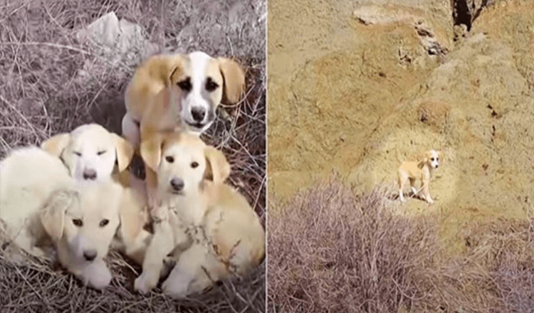 Vrouw en man komen ongewenste puppy’s tegen, ze willen allemaal gered worden, maar 1