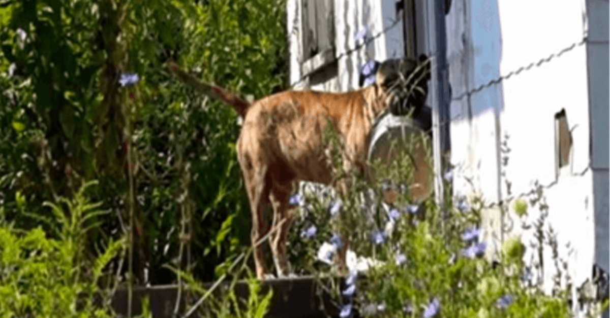 Verlaten hond draagt lege kom van deur tot deur in de hoop dat iemand hem zal voeren