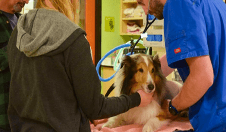 Verlamde hond stond op het punt geëuthanaseerd te worden totdat de dierenarts een teek voelde