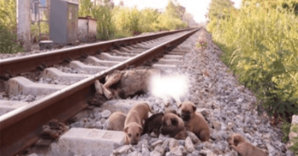 Red 6 arme puppy’s op het spoor als hun moeder er niet meer is