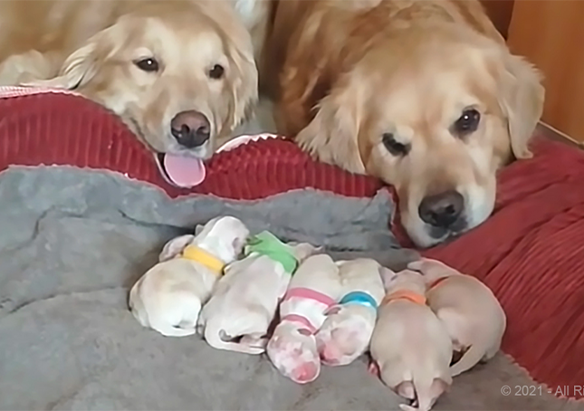 Golden Retriever-ouders waken over hun pasgeboren puppy’s (video)