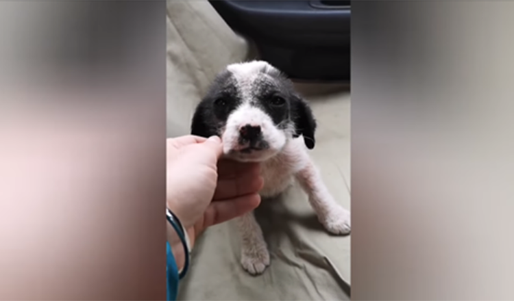 Zieke puppy alleen in het bos gevonden huilend is nu erg bang