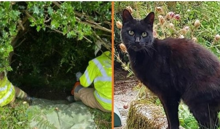 Miauwen van kat leidt politie naar vermiste 83-jarige vrouw die in ravijn viel