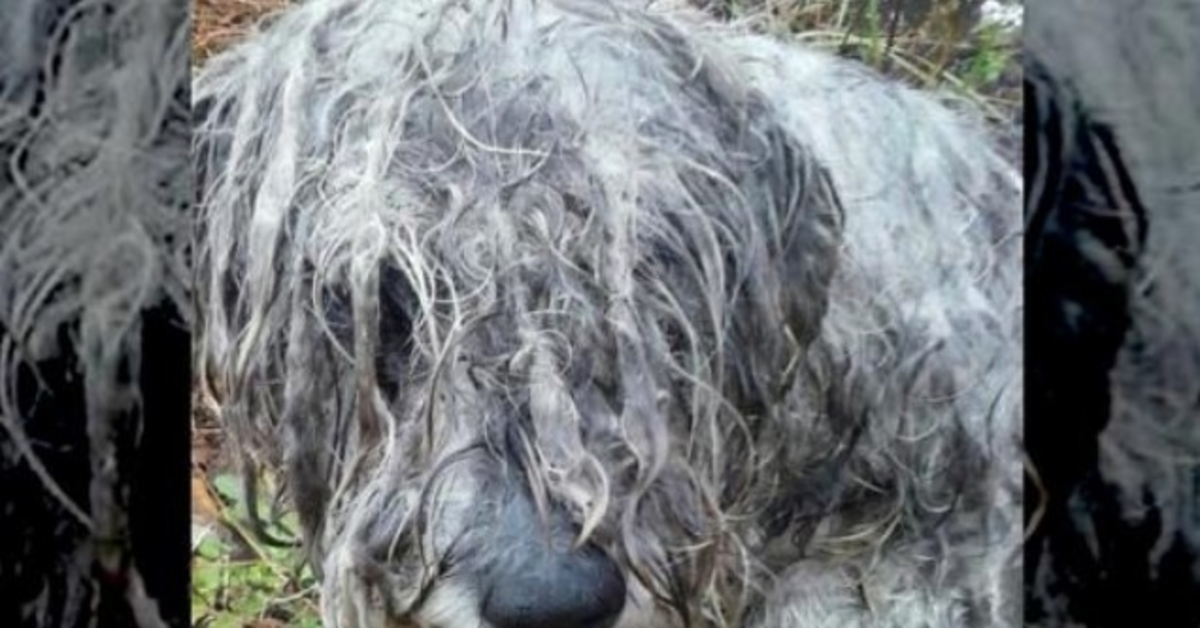 Een uitgehongerde en mishandelde Schnauzer werd gevonden vastgebonden aan een boom op land