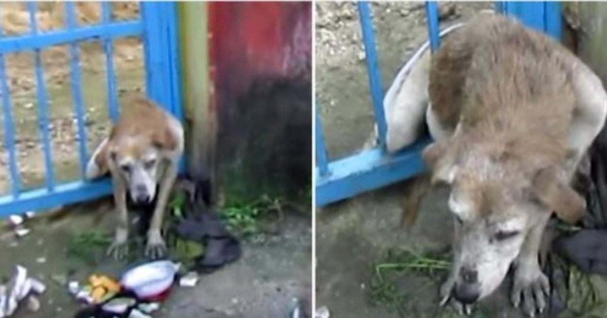 Oude hond met dodelijke wond vast in poort, zag iedereen voorbij lopen en kon het niet schelen