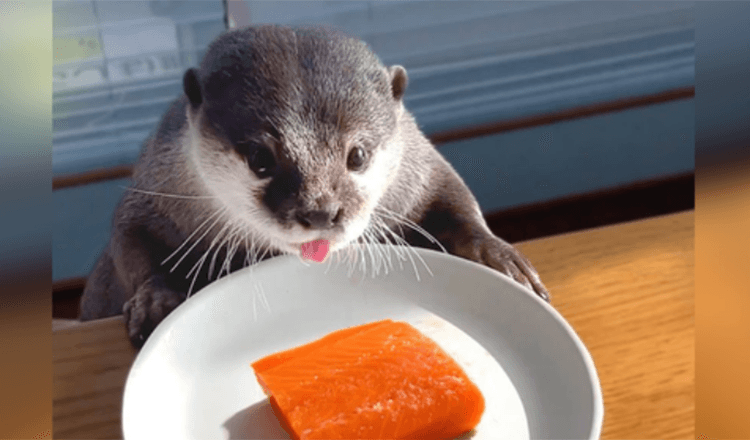 Mollige otter op dieet krijgt een zalmtraktatie voor Cheat Day en het is het schattigste