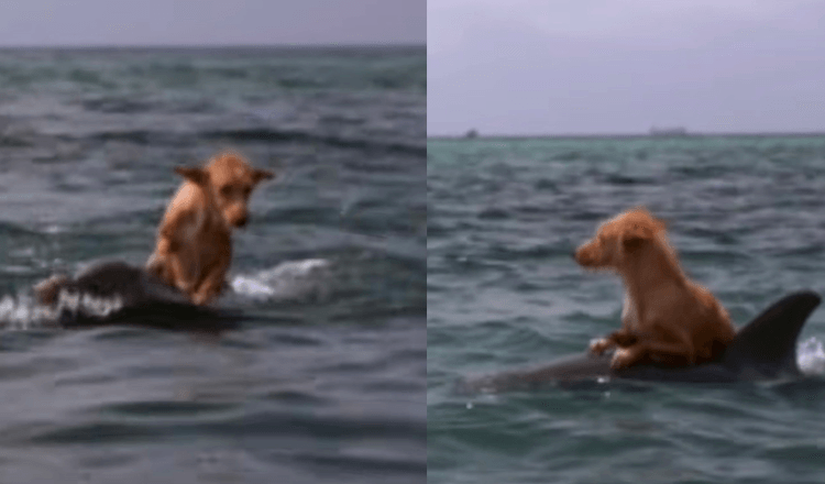 Hond valt in het kanaal en vecht voor zijn leven totdat een groep dolfijnen hem met ongelooflijke moeite redt