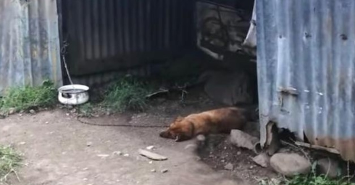 Eigenaar van hond overlijdt, en de 12-jarige is gedegradeerd tot een leven aan een ketting