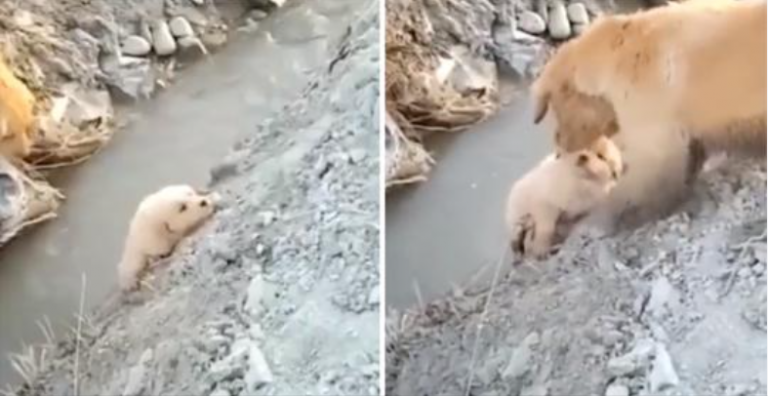 Mama Dog redt haar puppy van een val in een greppel. Ze handelde onbevreesd om hem te helpen