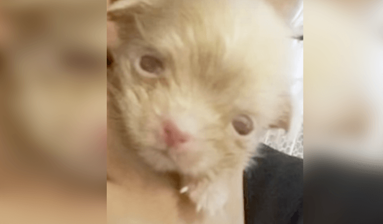 Fokker kon niet profiteren van kleine albino-puppy, dus liet hij hem op de grond liggen