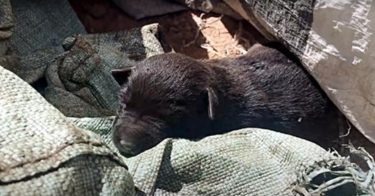 Pups naast dode broers en zussen gelegd, vasthouden aan hoop nadat ze in de prullenbak zijn gegooid