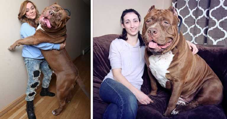 Maak kennis met Hulk die 173 lbs weegt, ‘s werelds grootste pitbull is en hij groeit nog steeds