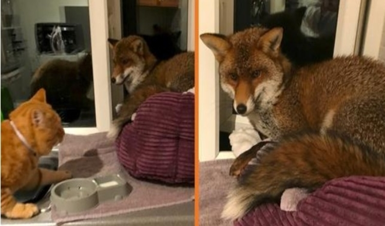 Vrouw vindt een wilde vos die op het bed van haar kat slaapt en weigert te vertrekken