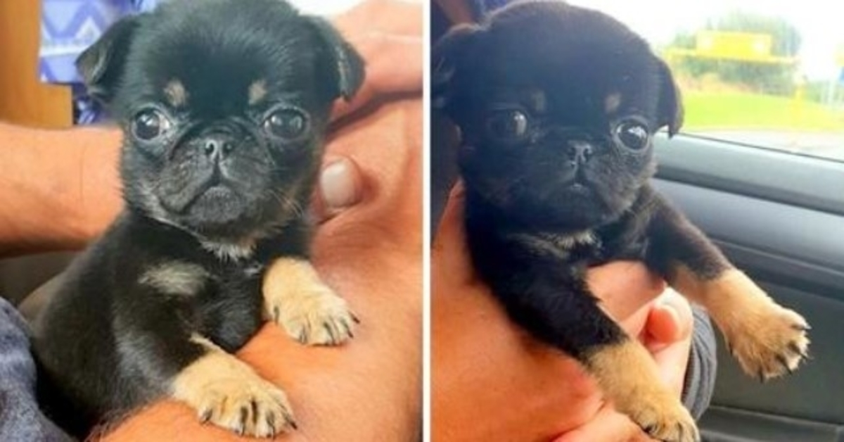 5 weken oude puppy gevonden in een plastic zak – huilend en bedekt met wormen