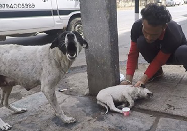 De gekwelde moederhond schreeuwt om hulp voor haar gewonde puppy